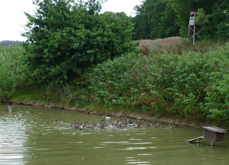 Odchov divokych kachen.JPG